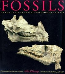 Fossils by Niles Eldredge; Murray Alcosser; Stephen Jay Gould