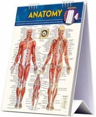 Anatomy Easel Book: a QuickStudy Reference Tool (Quick Study Easel) by