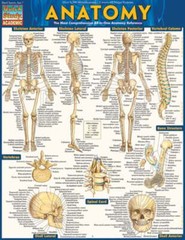 Anatomy – Reference Guide (8.5 X 11): A Quickstudy Reference Tool by Perez: Used