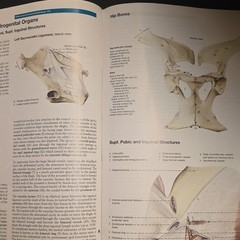 Anatomy of the Horse 5th Ed Hardcover 2012 Budras Sack Röck English